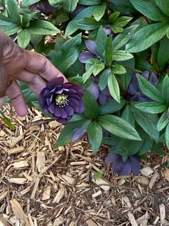 Hellebore up close