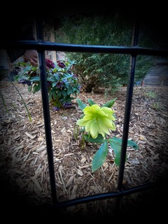 Two types of hellebore up close